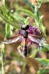 Physocephala rufipes