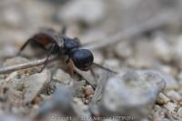 Dryudella tricolor