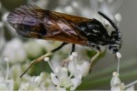 Arge ustulata