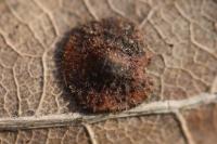 Neuroterus quercusbaccarum