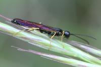 Calameuta pallipes