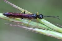Calameuta pallipes