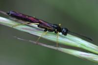Calameuta pallipes