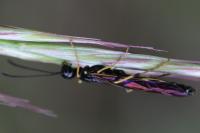 Calameuta pallipes