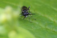 Macrophya alboannulata