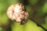 Biorhiza pallida