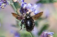Xylocopa violacea