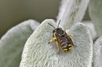 Anthidium manicatum