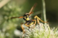 Polistes dominula