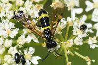 Zonuledo distinguenda