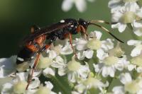 Ichneumon sarcitorius