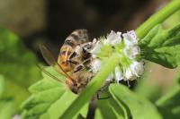 Apis mellifera