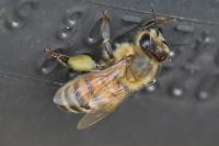 Apis mellifera