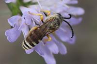 Halictus scabiosae