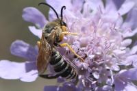 Halictus scabiosae