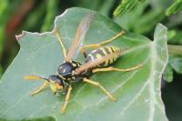 Polistes dominula