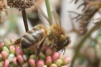 Apis mellifera