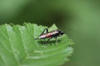 Macrophya militaris