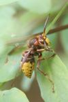 Vespa crabro