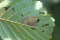 Fenusa dohrnii