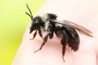 Andrena cineraria