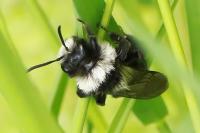 Andrena cineraria