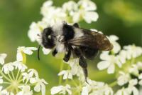 Andrena cineraria