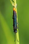 Calameuta pygmaea