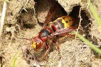 Vespa crabro