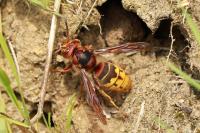 Vespa crabro