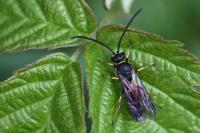 Argogorytes mystaceus