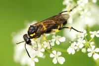 Macrophya montana