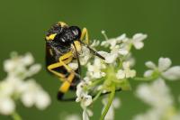 Macrophya montana