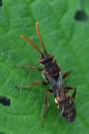 Nomada flava