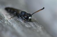 Sapyga quinquepunctata