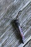 Sapyga quinquepunctata