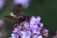 Nomada bifasciata