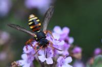 Nomada bifasciata