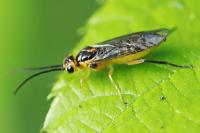 Euura tibialis