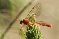 Netelia