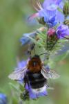 Bombus hypnorum