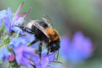 Bombus hypnorum