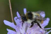 Bombus sylvarum