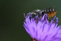 Megachile centuncularis