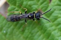 Mellinus arvensis