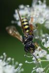 Cerceris ruficornis