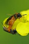 Athalia bicolor