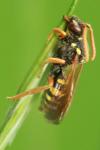 Nomada