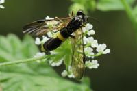Tenthredo temula
