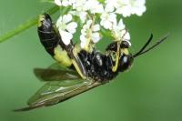 Tenthredo temula